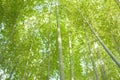 Lush green Japanese Bamboo forests background Royalty Free Stock Photo