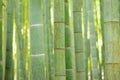 Lush green Japanese Bamboo forests background Royalty Free Stock Photo