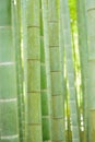 Lush green Japanese Bamboo forests background Royalty Free Stock Photo
