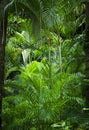 Lush green jungle background Royalty Free Stock Photo