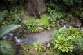 Lush green jungle background Royalty Free Stock Photo