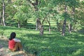 Lush green kangra tea gardens, india Royalty Free Stock Photo