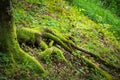 Lush green landscape with a large tree, its roots covered in lush moss. Royalty Free Stock Photo