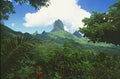 Lush green landscape and nature vegetation on Moorea Island, Royalty Free Stock Photo