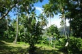 Lush Green Landscape of Palm Trees and Mountains on Saint Lucia Royalty Free Stock Photo