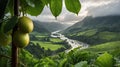 Serene Kiwi Fruits and Breathtaking Valley Landscape Royalty Free Stock Photo