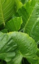 Large elephant leaves, tropical foliage with rain drops