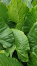 Large elephant leaves, tropical foliage with rain drops