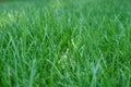 Lush green lawn grass, close-up, beautiful background, ray of light in center Royalty Free Stock Photo