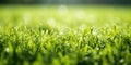 Lush green lawn grass with drops of dew in the rays of sunlight. Generative AI Royalty Free Stock Photo