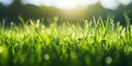 Lush green lawn grass with drops of dew in the rays of sunlight. Generative AI Royalty Free Stock Photo