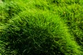 A selective focus picture of green grass texture background, Close-up view of grass garden Ideal concept used for making Royalty Free Stock Photo