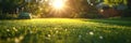 Lush Green Lawn at Sunrise Royalty Free Stock Photo