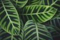 Lush Green Leaf of Calathea zebrina, Zebra Plant Natural Pattern Background Royalty Free Stock Photo