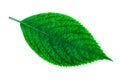 Lush green leaf of hydrangea plant Hydrangea macrophylla isolated on white Royalty Free Stock Photo