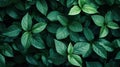 Lush green leaf pattern for nature inspired background or outdoor design Royalty Free Stock Photo
