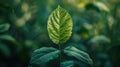 Lush Green Leaf on White Background - Nature\'s Beauty and Freshness Captured in a Single Shot Royalty Free Stock Photo