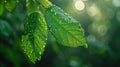 Lush Green Leaf on White Background - Nature\'s Beauty and Freshness Captured in a Single Shot Royalty Free Stock Photo