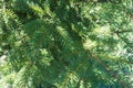 Lush green leafage of common spruce