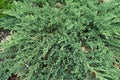 Lush leafage of Juniperus procumbens in summer