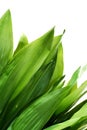 Lush green leaves Royalty Free Stock Photo