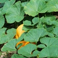 Lush green leaves Royalty Free Stock Photo