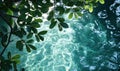 Lush green leaves above tranquil water surface, shimmering reflections Royalty Free Stock Photo