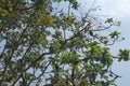 Lush and green leaves of Avocado tree shoot under sunligt Royalty Free Stock Photo