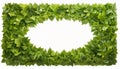 Lush Green Leaves Border with Empty Space for Custom Message or Branding Royalty Free Stock Photo