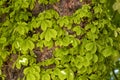 Lush green leaves on the tree. Natural background with copy space Royalty Free Stock Photo