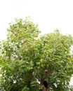 Lush green leaves and fruit on top of baobab, symbol of the African jungle, boab, upside down tree produce nutrient dense fruit Royalty Free Stock Photo