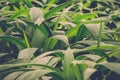 Lush green leaves in jungle Royalty Free Stock Photo