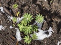 Lush green leaves of Lupinus polyphyllus, lupin, lupine or bluebonnet, sprouting from dirt and snow with water or dew Royalty Free Stock Photo