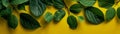 Lush Green Leaves Over Vibrant Yellow Background Nature, Botany, and Freshness Concept for Eco Friendly Projects, Blog Headers,