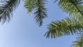 Lush green leaves of palm trees on a bright clear background of blue sky. Royalty Free Stock Photo