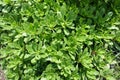 Lush green leaves of Sedum kamtschaticum