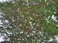 Lush Green Leaves of A Tall Tree Against Sky Background Royalty Free Stock Photo