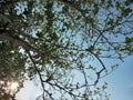 Lush Green Leaves of A Tall Tree Against Sky Background Royalty Free Stock Photo