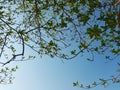 Lush Green Leaves of A Tall Tree Against Sky Background Royalty Free Stock Photo