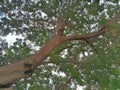 Lush Green Leaves of A Tall Tree Against Sky Background Royalty Free Stock Photo