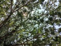 Lush Green Leaves of A Tall Tree Against Sky Background Royalty Free Stock Photo