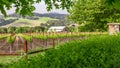 Lush Green Leaves on Vineyard & Working Barn Royalty Free Stock Photo