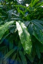 Lush green leaves with water drops of Elettaria cardamomum