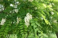 Lush green leaves and white flowers of Robinia pseudoacacia in May