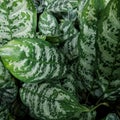 Lush green leaves with white patches