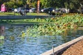 Lush green leaving growing in the middle of the lake at Echo Park Lake