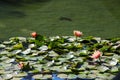 Lush green lily pads and pink water lilies floating on top of a deep green lake near a stone bridge Royalty Free Stock Photo