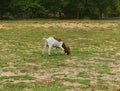 Peaceful Day in the Countryside with a Goat on Green Meadow Royalty Free Stock Photo