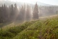 Lush green meadow near the spruce forest at sunrise. Carpathians