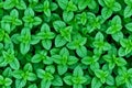 Lush Green Mint Leaves Texture Background Royalty Free Stock Photo